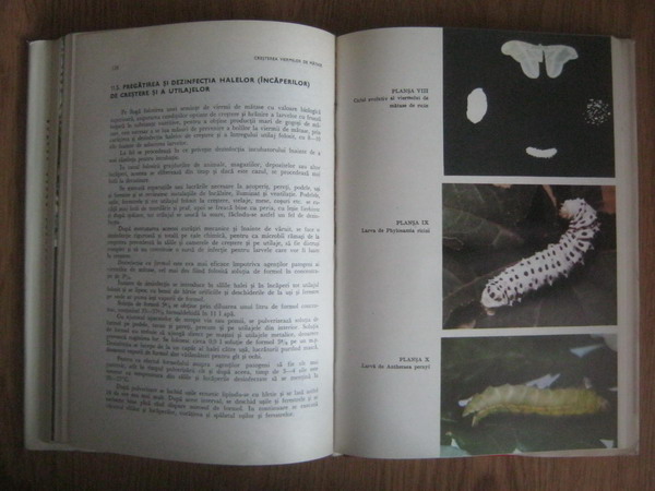 Craiciu Marin, Craiciu Eufrosina - Sericultura