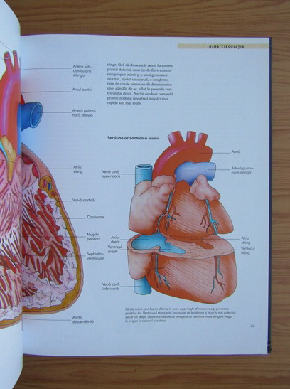 Corpul uman. Organe, sisteme, functii