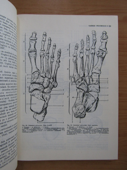 Victor Papilian - Anatomia omului, volumul 1. Aparatul locomotor