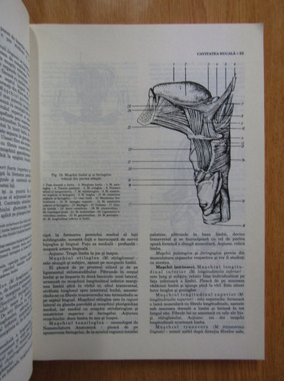 Victor Papilian - Anatomia omului, volumul 2. Splanhnologia