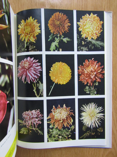 M. I. Neagu - Ameliorarea plantelor decorative