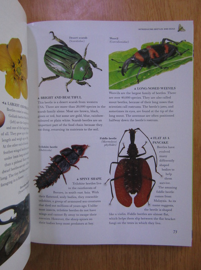 Barbara Taylor - The big bug book