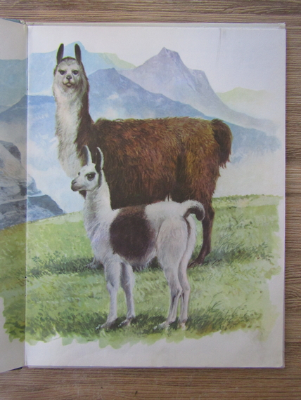 Les animaux des montagnes