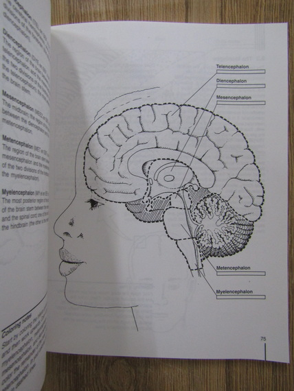 John P.J. Pinel - A colorful introduction to the anatomy of the human brain