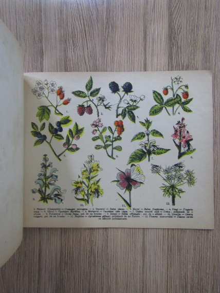 Atlas botanic cu 170 ilustratii colorate