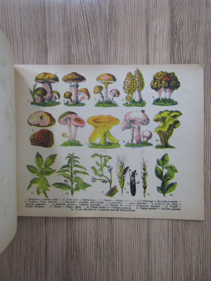 Atlas botanic cu 170 ilustratii colorate