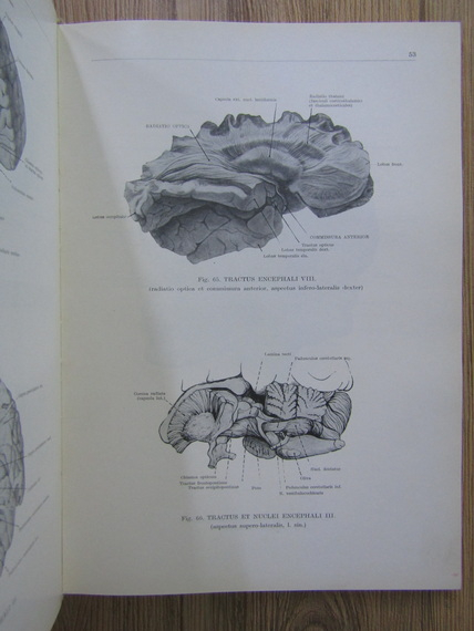 Kiss Ferenc, Janos Szentagothai - Anatomischer Atlas