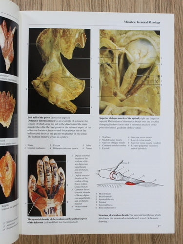 Johannes W. Rohen - Color atlas of anatomy. A photopraphic study of the human body (editia a 4-a)