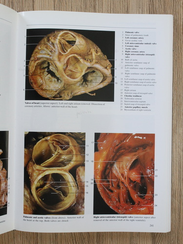 Johannes W. Rohen - Color atlas of anatomy. A photopraphic study of the human body (editia a 4-a)