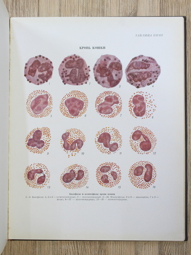 V. N. Nikitin - Atlas al celulelor sangvine ale animalelor domestice si de laborator (1949)