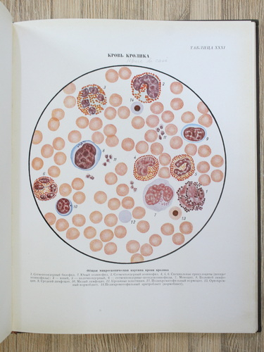 V. N. Nikitin - Atlas al celulelor sangvine ale animalelor domestice si de laborator (1949)