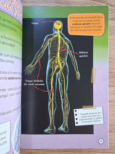 Ruth Owen - Corpul meu in interior si in exterior. Ce se intampla cand cresc
