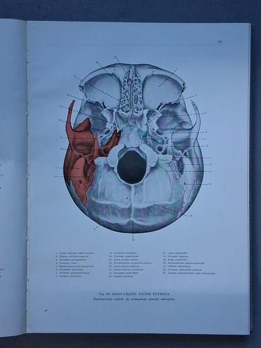Francisus Kiss - Atlas anatomiae corporis humani (3 volume)