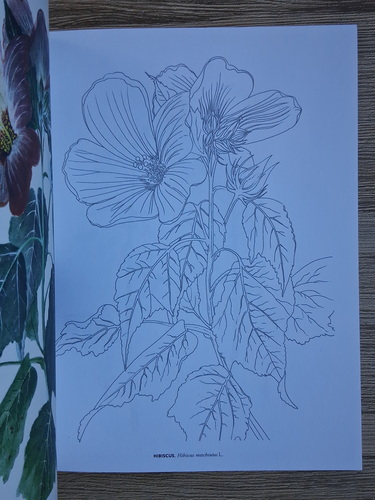 Regatul plantelor. Carte de colorat. 44 de planse botanice de colectie