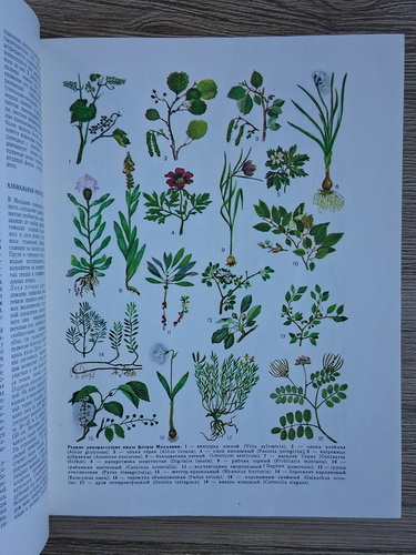 Republica Sovietica Socialista Moldoveneasca