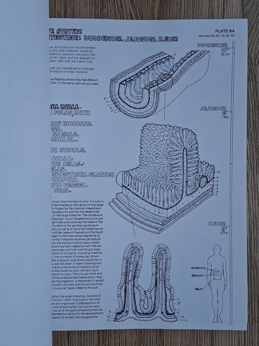 Wynn Kapit - The anatomy coloring book