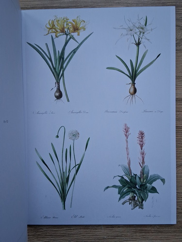 Home wall art. Vintage botanics