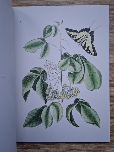 Home wall art. Vintage botanics