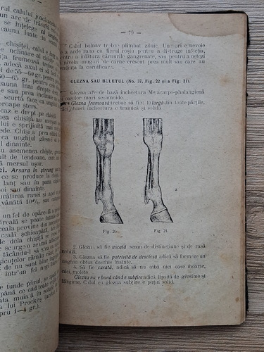Grigore Hortopan - Cunostinte generale de hipologie. Boalele cailor, tratamentul lor (1921)