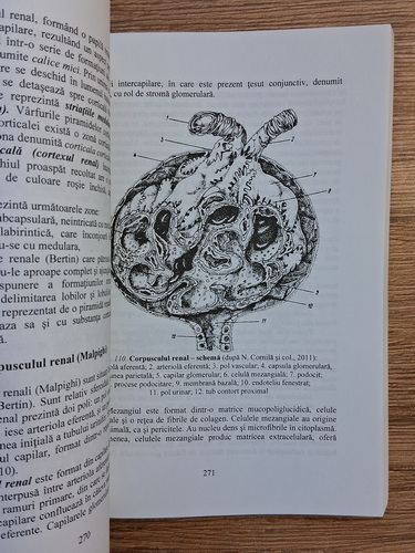 Bogdan Georgescu - Morfologia microscopica a carnii si organelor