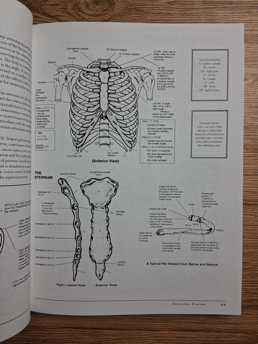 Hogin McMurtrie - McMurtrie's human anatomy coloring book