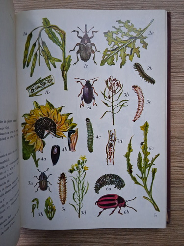 Rogojanu Victor - Determinator pentru recunoasterea daunatorilor plantelor cultivate