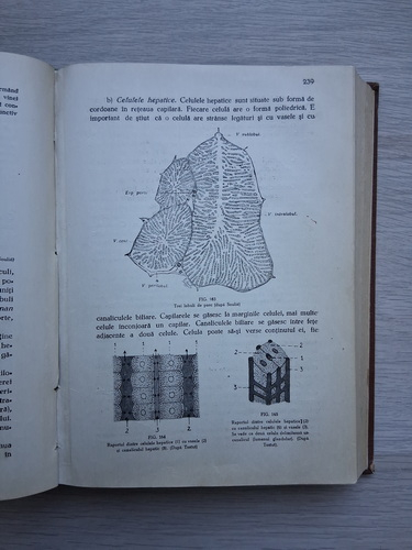 Victor Papilian - Tratat elementar de anatomie discriptiva si tipografica. Cu aplicatiuni medico-chirurgicale (1943, volumul 2)