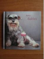 Amis - Fideles