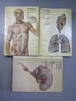 M. Prives, N. Lisenkov, V. Bushkovich - Anatomia humana (3 volume)