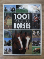 1001 images of horses