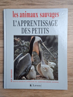 Les animaux sauvages. L'apprentissage des petits